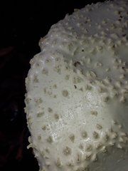 Amanita pyramidifera