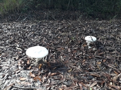 Amanita pyramidifera