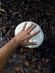 Amanita pyramidifera