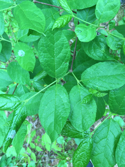 Calycanthus floridus