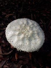 Amanita pyramidifera