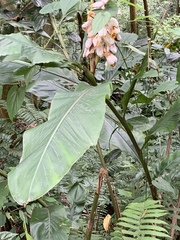 Alpinia uraiensis