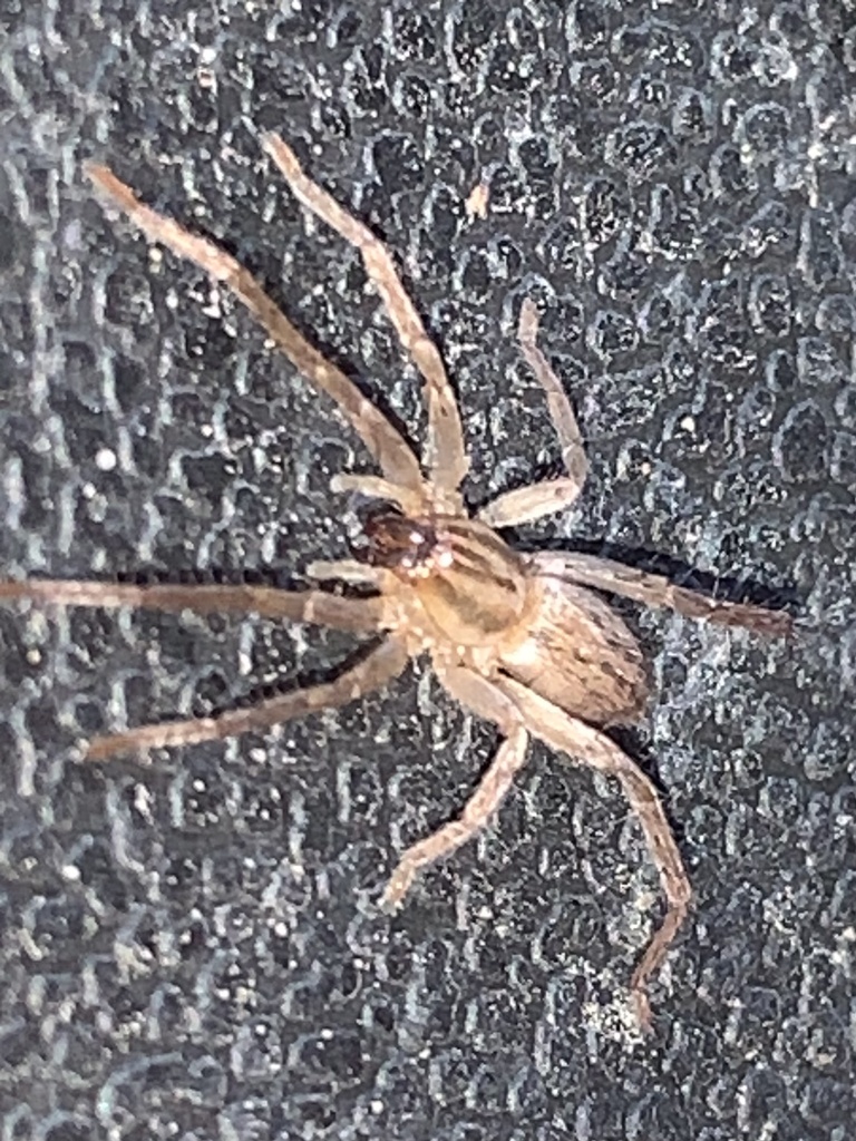 garden ghost spider from Alvin, TX, US on December 19, 2023 at 0837 AM