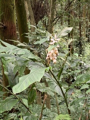 Alpinia uraiensis