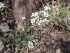 Dryopetalon runcinatum