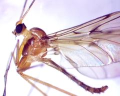 Macrocera