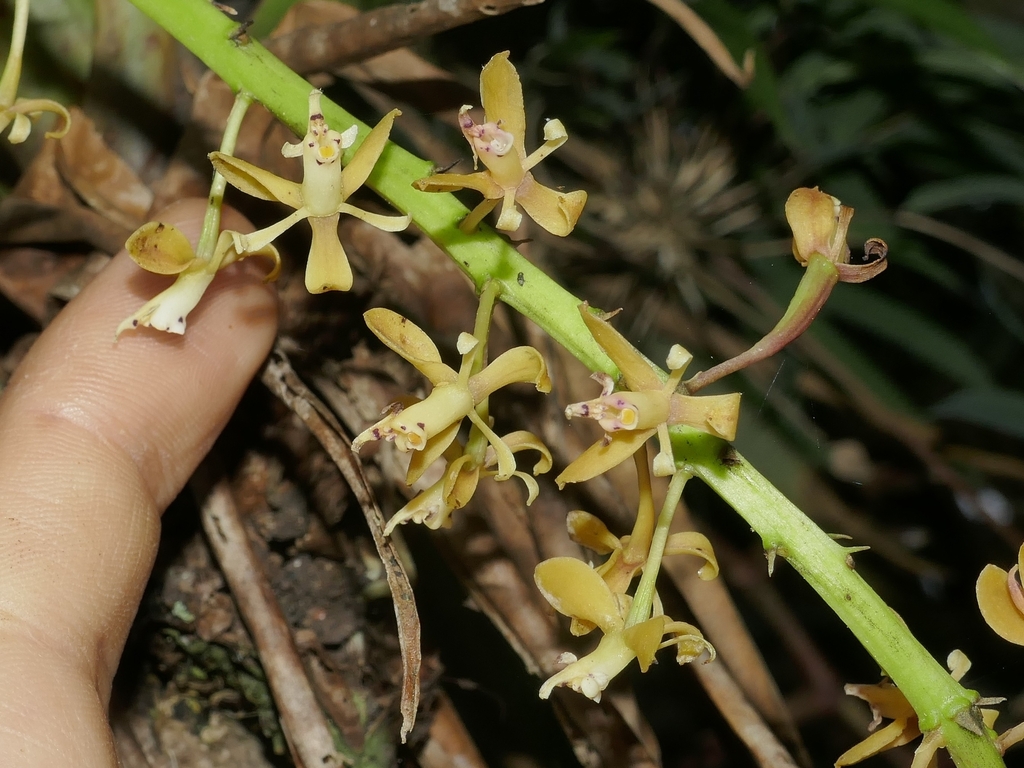 Epidendrum cylindrostachys