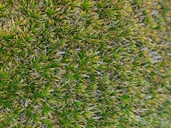 Leptostomum macrocarpum