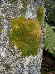 Leptostomum macrocarpum