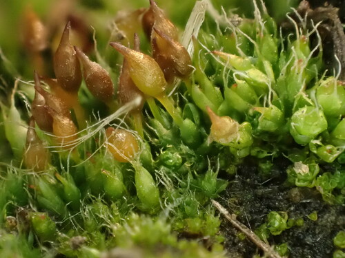 Pterygoneurum