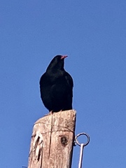 Pyrrhocorax pyrrhocorax