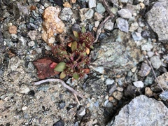 Chorizanthe aphanantha