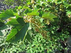 Acer ukurunduense