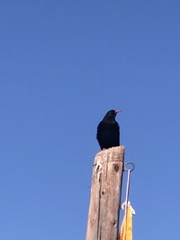 Pyrrhocorax pyrrhocorax