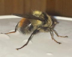 Criorhina bubulcus