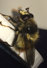 Criorhina bubulcus