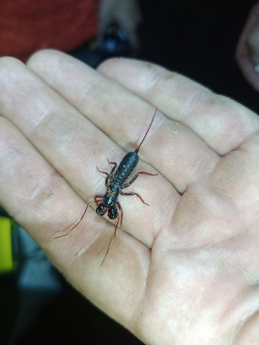 Thelyphonellus amazonicus