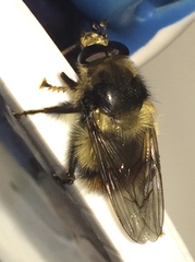 Criorhina bubulcus