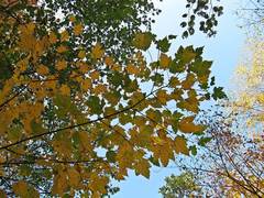 Acer ukurunduense