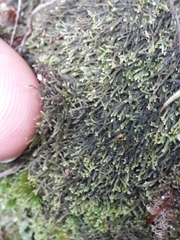 Lepidozia laevifolia