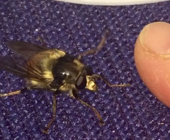 Criorhina bubulcus