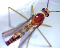 Macrocera