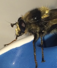 Criorhina bubulcus
