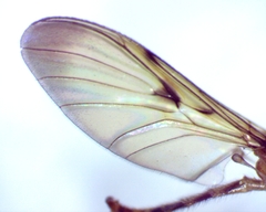 Macrocera