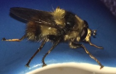 Criorhina bubulcus