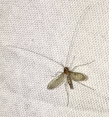 Macrocera