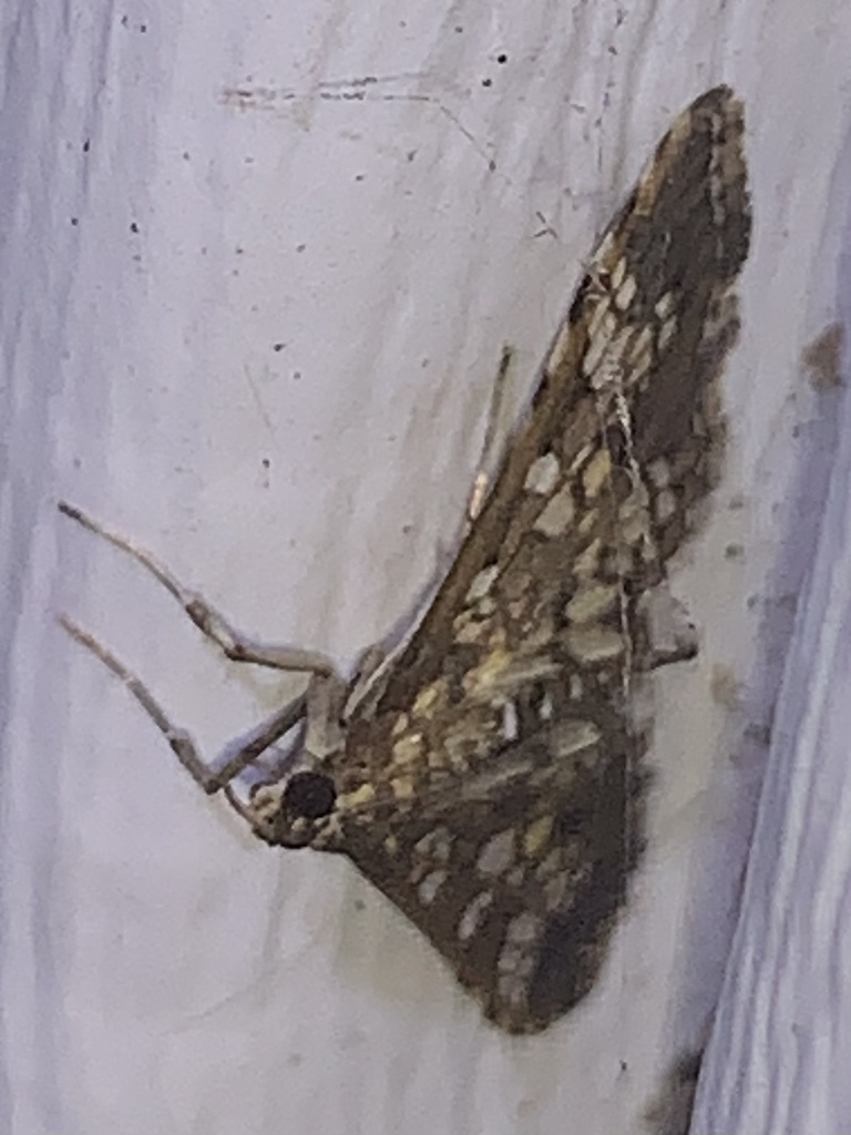 Stained-glass Moth from Pecan Dr, Brazoria, TX, US on December 14, 2023 ...