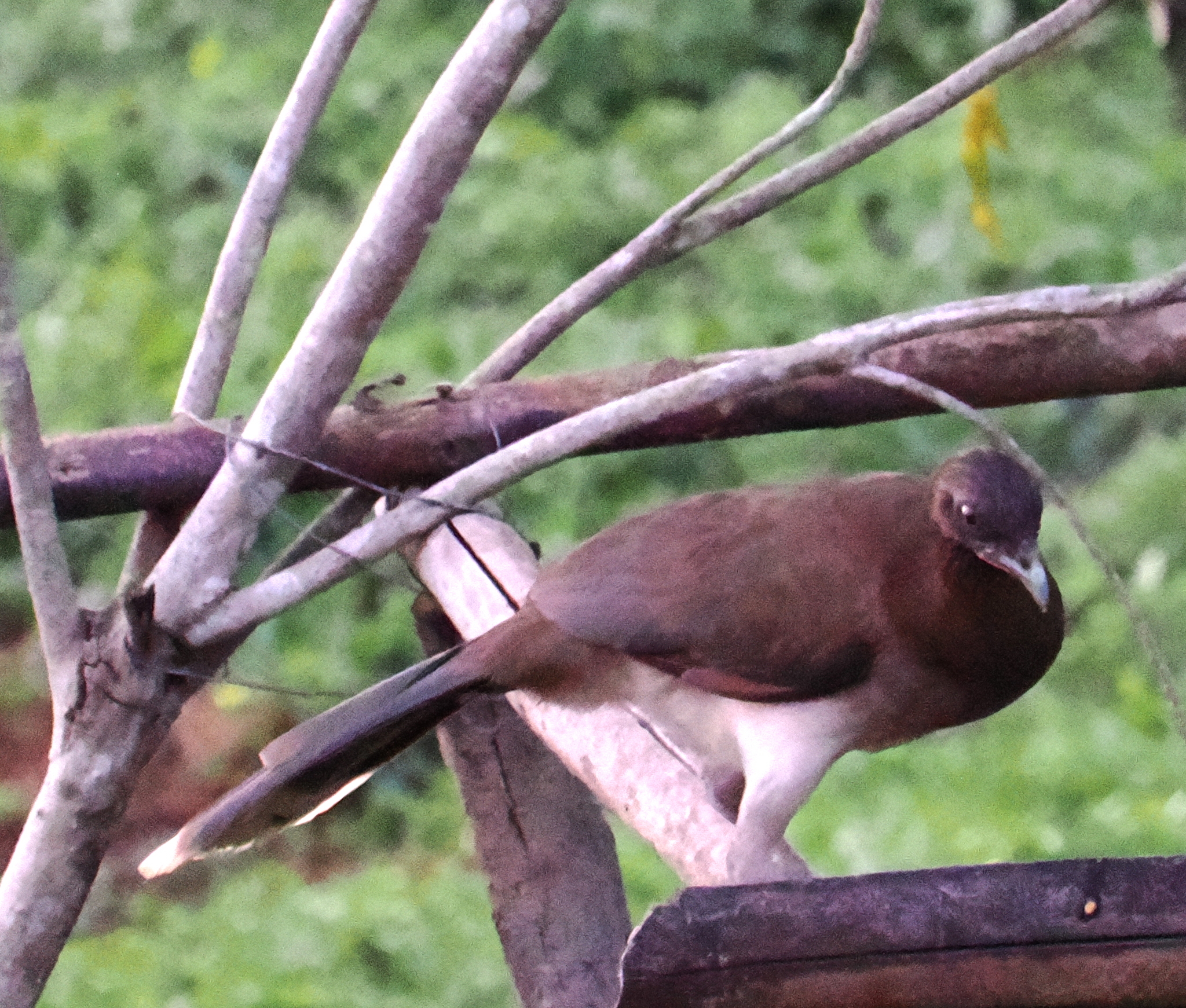 Chestnut-winged Chachalaca illustration