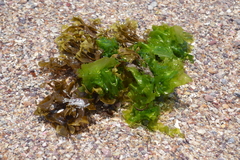 Ulva californica