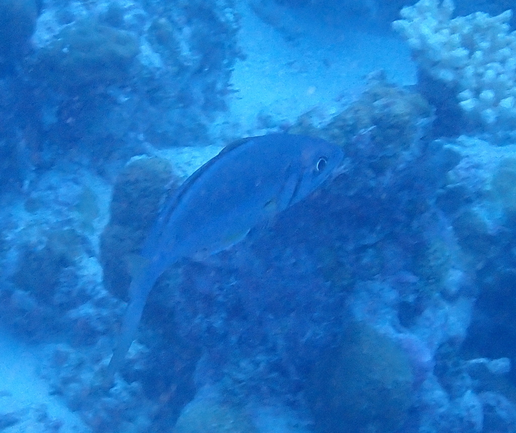 Small toothed jobfish