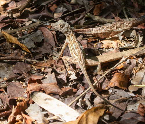 Isla Beata Anole, Anolis longitibialis