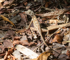 Isla Beata Anole