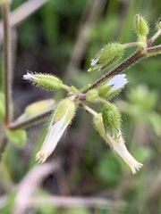 Cerastium brachypodum