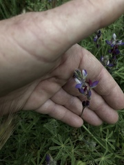 Lupinus concinnus