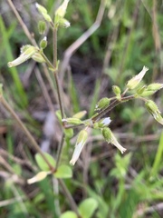 Cerastium brachypodum