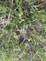 Cerastium brachypodum