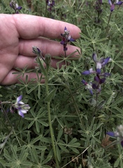 Lupinus concinnus