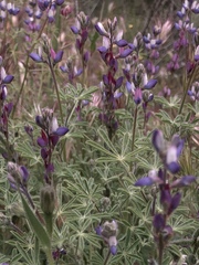 Lupinus concinnus