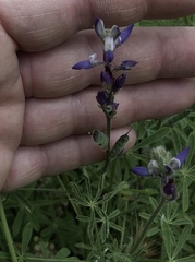 Lupinus concinnus