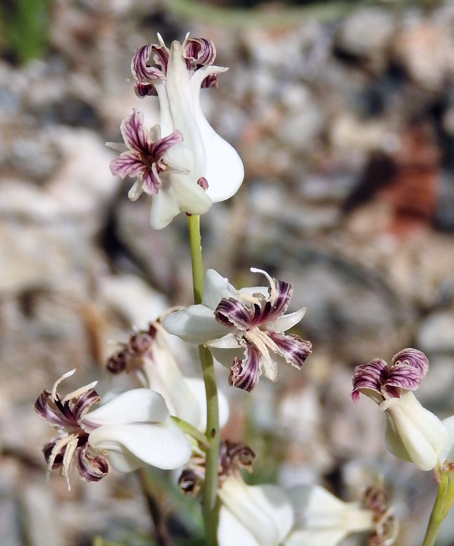 Streptanthus carinatus ssp. arizonicus