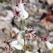 Streptanthus carinatus arizonicus - Photo (c) Susan, algunos derechos reservados (CC BY-NC), subido por Susan