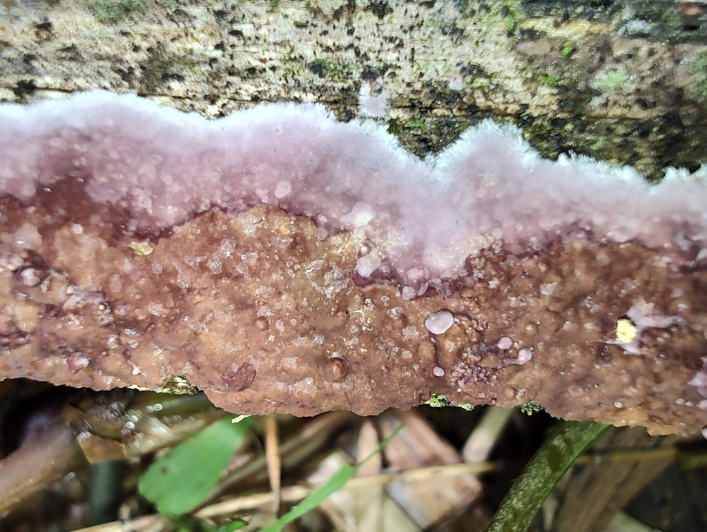 Chondrostereum purpureum · December 2023 · photo: © biomartita (iNaturalist, cc-by)