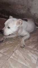 Canis familiaris