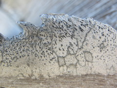 Xylographa parallela