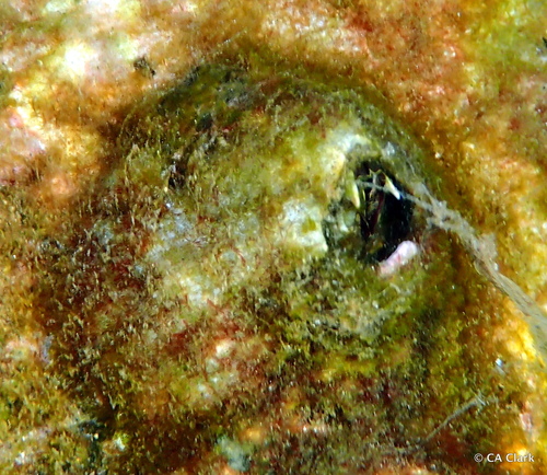 Megabalanus tanagrae observed 2023-12-16