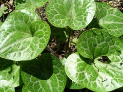 Asarum hartwegii